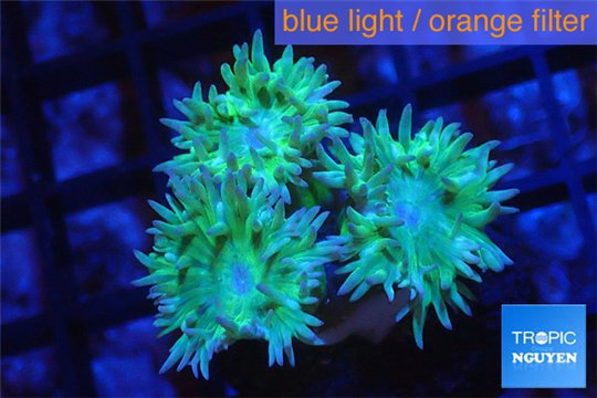 Duncanopsammia green 3 polyps WYSIWYG acclimaté