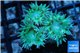 Duncanopsammia green 3 polyps WYSIWYG acclimaté