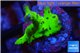 Montipora kung pao 1-2 cm WYSIWYG acclimaté