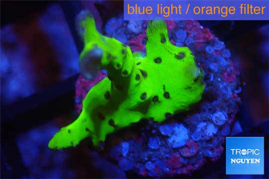 Montipora kung pao 1-2 cm WYSIWYG acclimaté