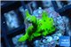 Montipora kung pao 1-2 cm WYSIWYG acclimaté