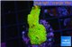 Montipora red fire forest 2-3 cm WYSIWYG acclimaté