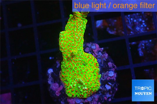 Montipora red fire forest 2-3 cm WYSIWYG acclimaté