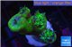 Duncanopsammia green 4 polyps WYSIWYG acclimaté