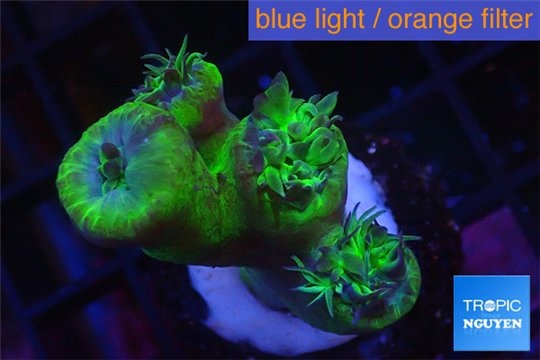 Duncanopsammia green 4 polyps WYSIWYG acclimaté