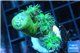 Duncanopsammia green 4 polyps WYSIWYG acclimaté