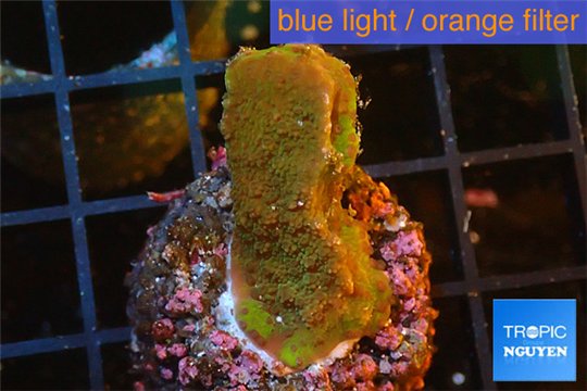 Montipora green & purple polyps Fijii 2-4 cm WYSIWYG acclimaté