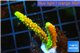 Acropora full neon green 3-4 cm WYSIWYG acclimaté