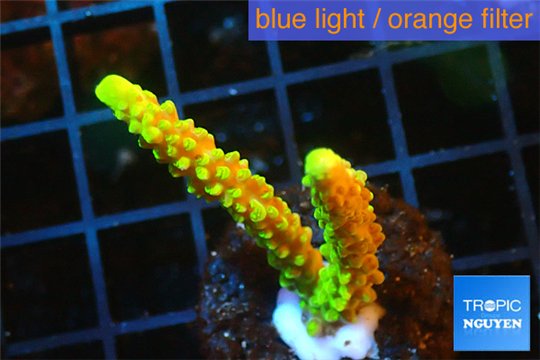 Acropora full neon green 3-4 cm WYSIWYG acclimaté