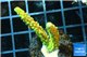 Acropora full neon green 3-4 cm WYSIWYG acclimaté
