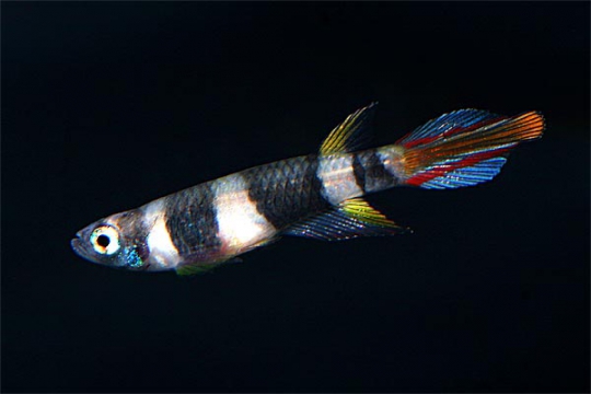 Aplocheilus annulatus (Epiplatys annulatus) 2-3.