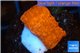Montipora red cap 1-3 cm WYSIWYG acclimaté