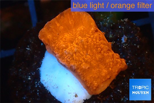 Montipora red cap 1-3 cm WYSIWYG acclimaté