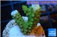 Acropora green purple tip 2-4 cm WYSIWYG acclimaté