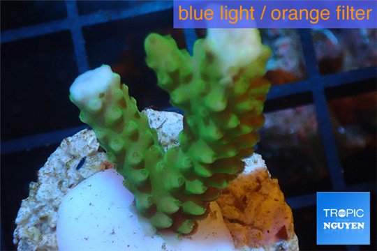 Acropora green purple tip 2-4 cm WYSIWYG acclimaté