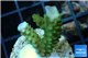Acropora green purple tip 2-4 cm WYSIWYG acclimaté