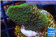 Montipora green & purple polyps Fijii 2-4 cm WYSIWYG acclimaté