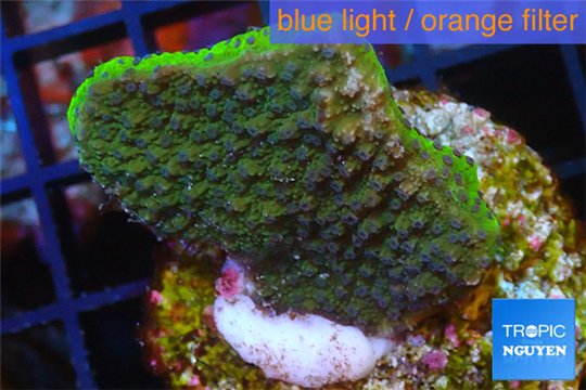 Montipora green & purple polyps Fijii 2-4 cm WYSIWYG acclimaté