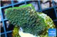 Montipora green & purple polyps Fijii 2-4 cm WYSIWYG acclimaté