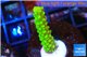 Acropora full neon green 2-3 cm WYSIWYG acclimaté