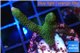 Montipora digitata green 2-3 cm WYSIWYG acclimaté