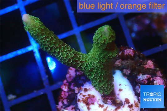 Montipora digitata green 2-3 cm WYSIWYG acclimaté