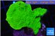 Montipora green cap 2-4 cm WYSIWYG acclimaté