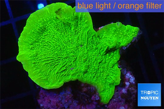 Montipora green cap 2-4 cm WYSIWYG acclimaté