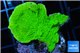 Montipora green cap 2-4 cm WYSIWYG acclimaté