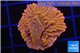 Montipora red & purple polyps 2 cm WYSIWYG acclimaté