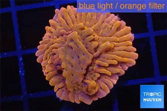 Montipora red & purple polyps 2 cm WYSIWYG acclimaté