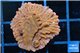 Montipora red & purple polyps 2 cm WYSIWYG acclimaté