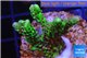 Montipora green & purple polyps 3-4 cm WYSIWYG acclimaté