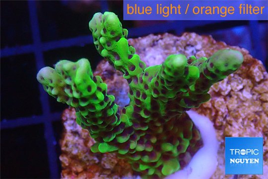 Montipora green & purple polyps 3-4 cm WYSIWYG acclimaté