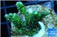 Montipora green & purple polyps 3-4 cm WYSIWYG acclimaté
