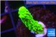 Acropora full neon green 2-3 cm WYSIWYG acclimaté