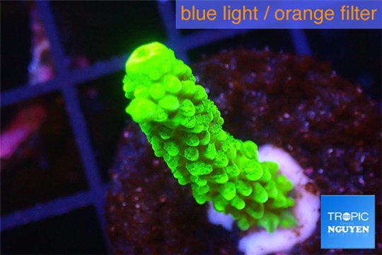 Acropora full neon green 2-3 cm WYSIWYG acclimaté