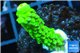 Acropora full neon green 2-3 cm WYSIWYG acclimaté