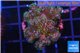 Pocillopora green & pink tip 2-3 cm WYSIWYG acclimaté