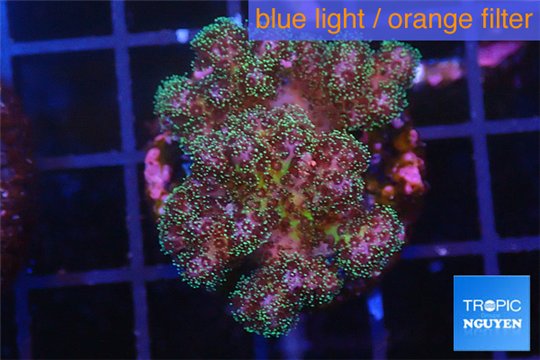 Pocillopora green & pink tip 2-3 cm WYSIWYG acclimaté