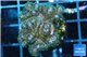 Pocillopora green & pink tip 2-3 cm WYSIWYG acclimaté