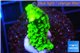 Acropora full neon green 2-3 cm WYSIWYG acclimaté