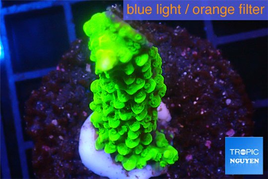 Acropora full neon green 2-3 cm WYSIWYG acclimaté