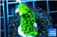 Acropora full neon green 2-3 cm WYSIWYG acclimaté