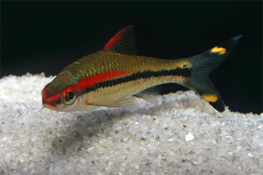 Barbus denisonii (Puntius) 3-4.