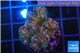 Pocillopora green & pink tip 2-3 cm WYSIWYG acclimaté