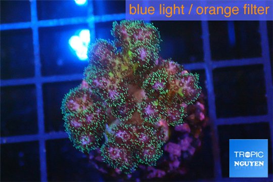 Pocillopora green & pink tip 2-3 cm WYSIWYG acclimaté