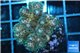 Pocillopora green & pink tip 2-3 cm WYSIWYG acclimaté