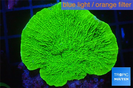 Montipora green cap 2-4 cm WYSIWYG acclimaté