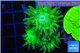 Duncanopsammia green 3 polyps WYSIWYG acclimaté